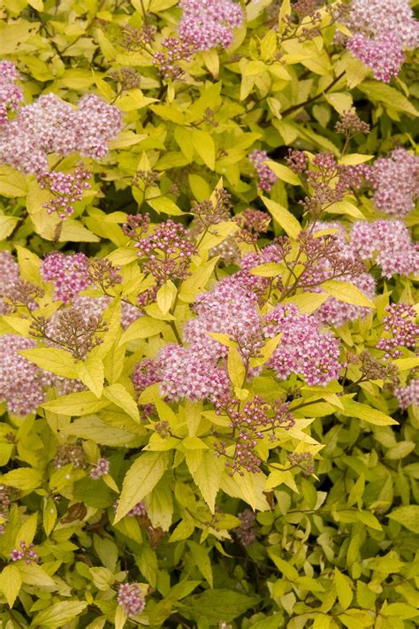 Troubleshooting Common Issues with Spirea Magic Carpet